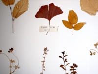 biophilia Anna Macoboy Nature Leaves Wall Art